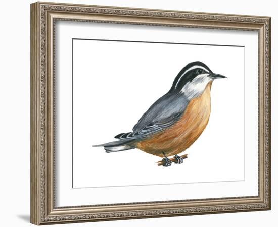 Red-Breasted Nuthatch (Sitta Canadensis), Birds-Encyclopaedia Britannica-Framed Art Print