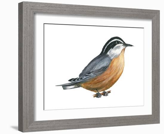 Red-Breasted Nuthatch (Sitta Canadensis), Birds-Encyclopaedia Britannica-Framed Art Print