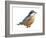 Red-Breasted Nuthatch (Sitta Canadensis), Birds-Encyclopaedia Britannica-Framed Art Print