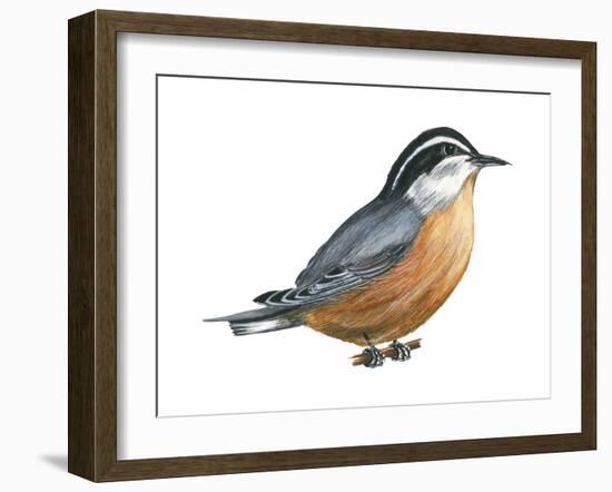 Red-Breasted Nuthatch (Sitta Canadensis), Birds-Encyclopaedia Britannica-Framed Art Print