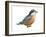 Red-Breasted Nuthatch (Sitta Canadensis), Birds-Encyclopaedia Britannica-Framed Art Print