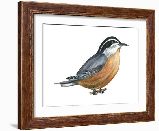 Red-Breasted Nuthatch (Sitta Canadensis), Birds-Encyclopaedia Britannica-Framed Art Print