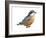 Red-Breasted Nuthatch (Sitta Canadensis), Birds-Encyclopaedia Britannica-Framed Art Print