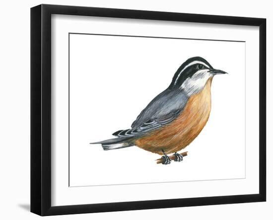 Red-Breasted Nuthatch (Sitta Canadensis), Birds-Encyclopaedia Britannica-Framed Art Print