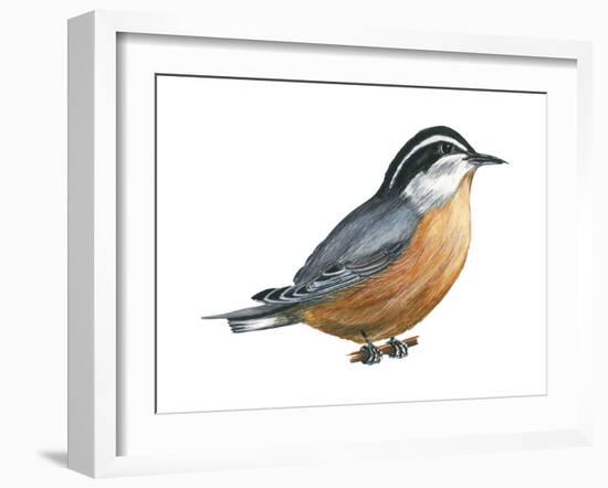 Red-Breasted Nuthatch (Sitta Canadensis), Birds-Encyclopaedia Britannica-Framed Art Print