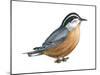 Red-Breasted Nuthatch (Sitta Canadensis), Birds-Encyclopaedia Britannica-Mounted Art Print