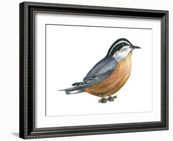 Red-Breasted Nuthatch (Sitta Canadensis), Birds-Encyclopaedia Britannica-Framed Art Print