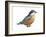 Red-Breasted Nuthatch (Sitta Canadensis), Birds-Encyclopaedia Britannica-Framed Art Print