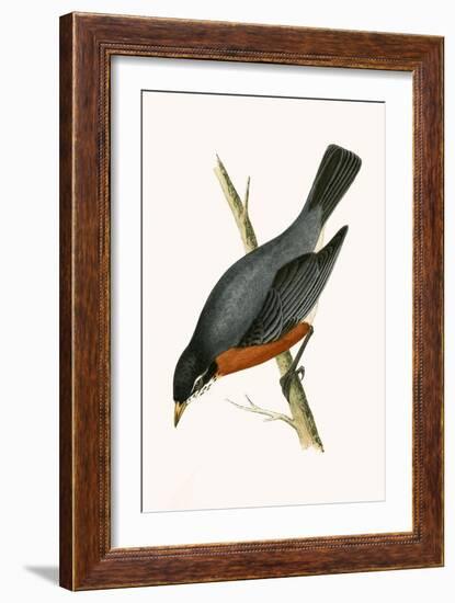 Red Breasted Thrush,  from 'A History of the Birds of Europe Not Observed in the British Isles'-English-Framed Giclee Print