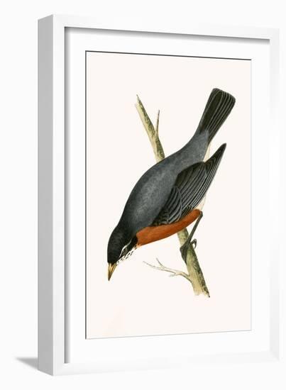 Red Breasted Thrush,  from 'A History of the Birds of Europe Not Observed in the British Isles'-English-Framed Giclee Print