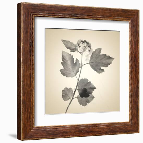 Red Bush-Judy Stalus-Framed Art Print