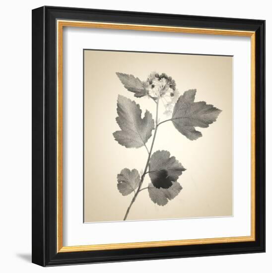 Red Bush-Judy Stalus-Framed Art Print