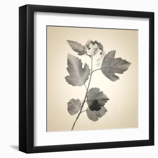 Red Bush-Judy Stalus-Framed Art Print