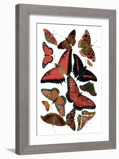 Red Butterfly Study-Vision Studio-Framed Art Print