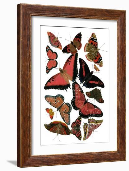 Red Butterfly Study-Vision Studio-Framed Art Print
