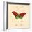 Red Butterfly-Artique Studio-Framed Art Print