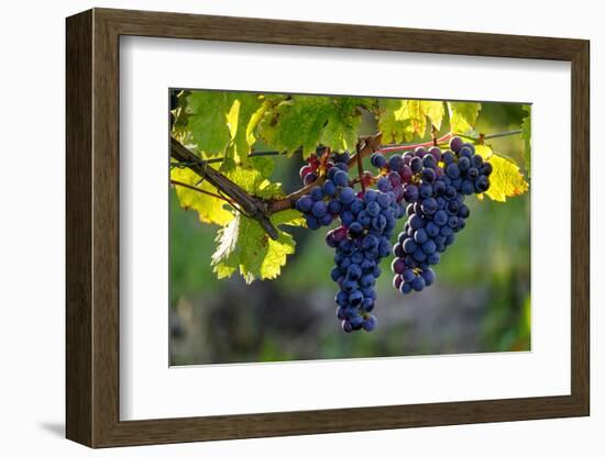 Red Cabernet, Vineyard, Chinon, Indre Et Loire, Centre, France, Europe-Nathalie Cuvelier-Framed Photographic Print