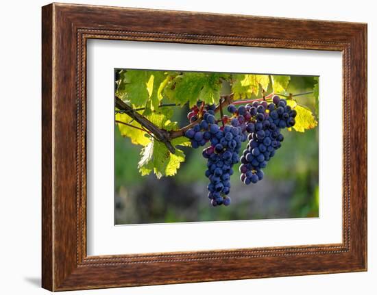 Red Cabernet, Vineyard, Chinon, Indre Et Loire, Centre, France, Europe-Nathalie Cuvelier-Framed Photographic Print