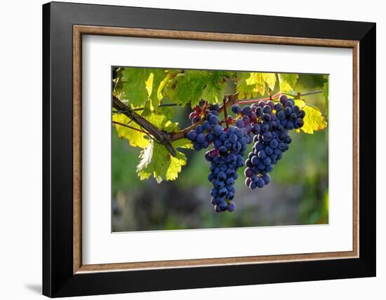 Red Cabernet, Vineyard, Chinon, Indre Et Loire, Centre, France, Europe-Nathalie Cuvelier-Framed Photographic Print