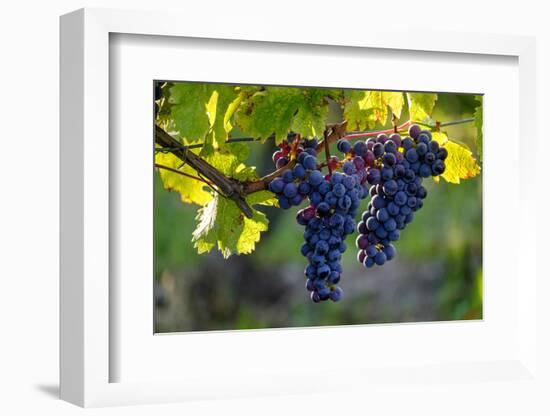 Red Cabernet, Vineyard, Chinon, Indre Et Loire, Centre, France, Europe-Nathalie Cuvelier-Framed Photographic Print