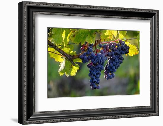 Red Cabernet, Vineyard, Chinon, Indre Et Loire, Centre, France, Europe-Nathalie Cuvelier-Framed Photographic Print