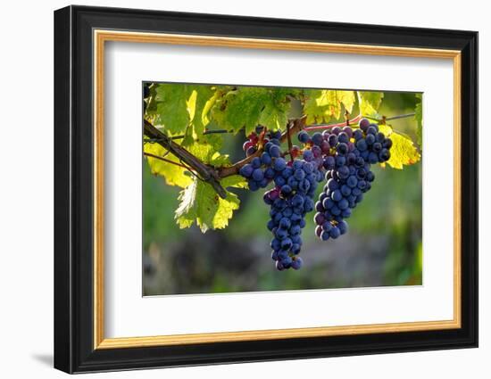 Red Cabernet, Vineyard, Chinon, Indre Et Loire, Centre, France, Europe-Nathalie Cuvelier-Framed Photographic Print