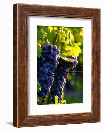 Red Cabernet, Vineyard, Chinon, Indre Et Loire, Centre, France, Europe-Nathalie Cuvelier-Framed Photographic Print