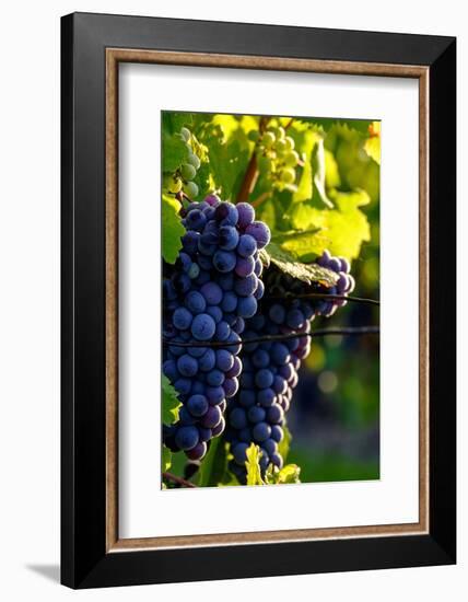 Red Cabernet, Vineyard, Chinon, Indre Et Loire, Centre, France, Europe-Nathalie Cuvelier-Framed Photographic Print