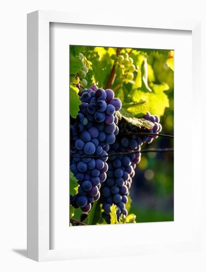 Red Cabernet, Vineyard, Chinon, Indre Et Loire, Centre, France, Europe-Nathalie Cuvelier-Framed Photographic Print