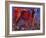 Red Calf, Cazalla De La Sierra, 1999 (Oil on Canvas)-Mark Adlington-Framed Giclee Print