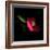 Red Camelia II-Magda Indigo-Framed Photographic Print