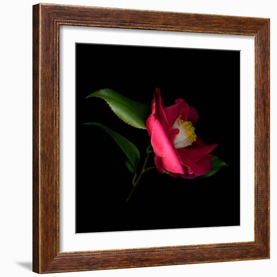 Red Camelia II-Magda Indigo-Framed Photographic Print