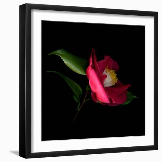 Red Camelia II-Magda Indigo-Framed Photographic Print