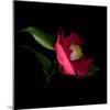 Red Camelia II-Magda Indigo-Mounted Photographic Print