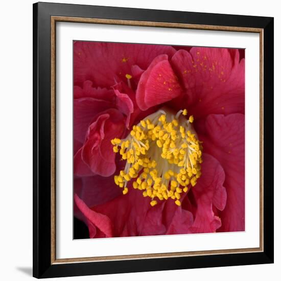 Red Camelia-Magda Indigo-Framed Photographic Print