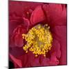 Red Camelia-Magda Indigo-Mounted Photographic Print