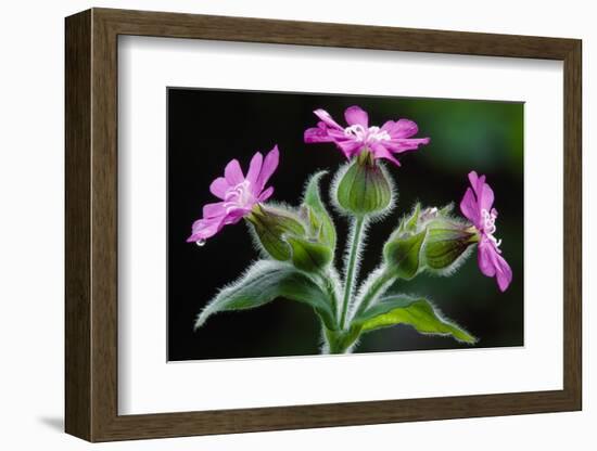 Red Campion against shaded background in deciduous woodland, Berwickshire, Scotland-Laurie Campbell-Framed Photographic Print