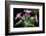 Red Campion against shaded background in deciduous woodland, Berwickshire, Scotland-Laurie Campbell-Framed Photographic Print