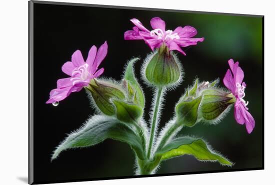 Red Campion against shaded background in deciduous woodland, Berwickshire, Scotland-Laurie Campbell-Mounted Photographic Print