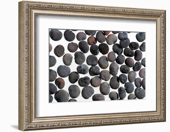 Red campion seeds, microscopic view-Konrad Wothe-Framed Photographic Print