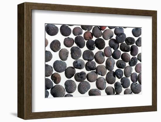 Red campion seeds, microscopic view-Konrad Wothe-Framed Photographic Print