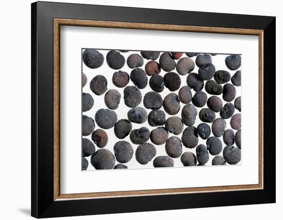 Red campion seeds, microscopic view-Konrad Wothe-Framed Photographic Print
