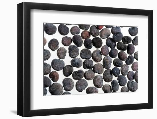 Red campion seeds, microscopic view-Konrad Wothe-Framed Photographic Print