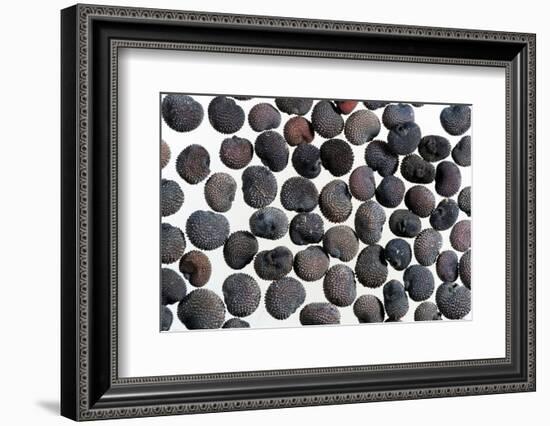 Red campion seeds, microscopic view-Konrad Wothe-Framed Photographic Print