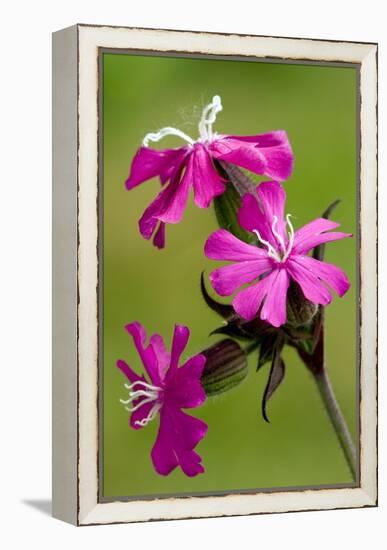 Red Campion (Silene Dioica)-Bob Gibbons-Framed Premier Image Canvas