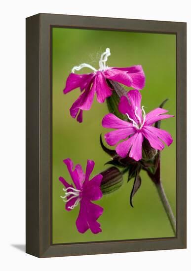 Red Campion (Silene Dioica)-Bob Gibbons-Framed Premier Image Canvas