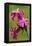 Red Campion (Silene Dioica)-Bob Gibbons-Framed Premier Image Canvas