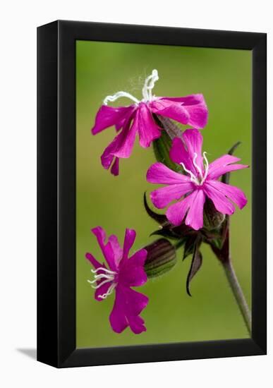 Red Campion (Silene Dioica)-Bob Gibbons-Framed Premier Image Canvas