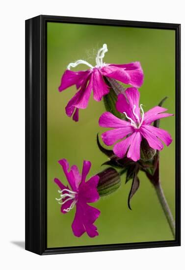 Red Campion (Silene Dioica)-Bob Gibbons-Framed Premier Image Canvas