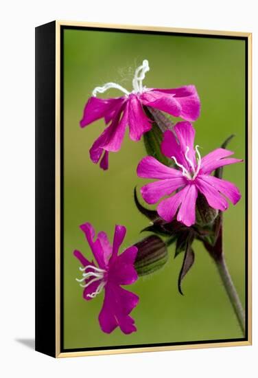 Red Campion (Silene Dioica)-Bob Gibbons-Framed Premier Image Canvas